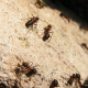Skadedjursbutiken – ”Stor efterfrågan på myrmedel”