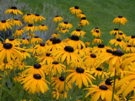 Strålrudbeckia